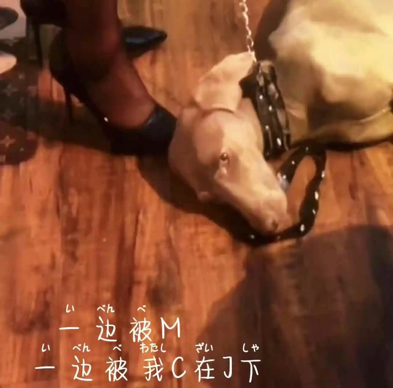 西檬之家sp小圈新人如何快速入门? 一