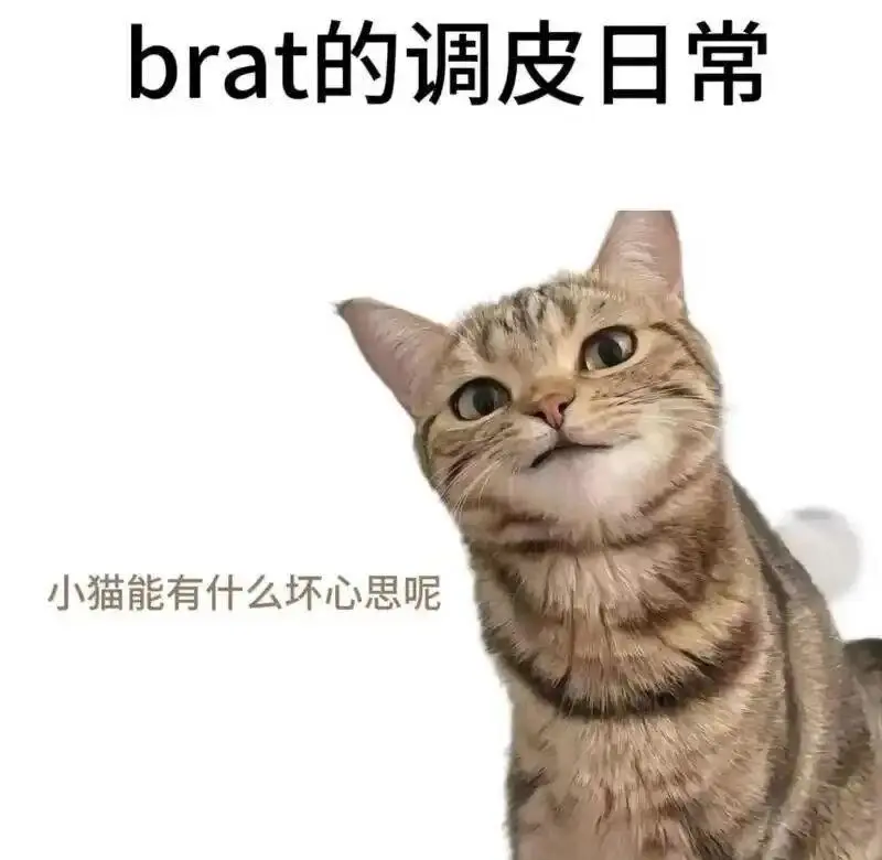西檬之家sm亚文化入门?懂SSC才是真新人 一