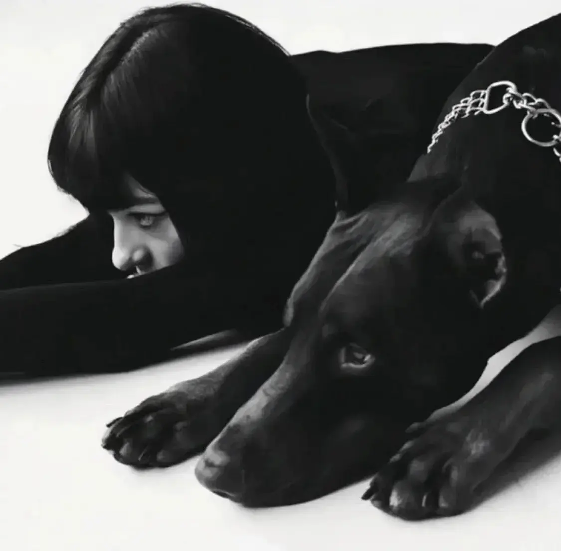 西檬之家k9犬系是什么? 一
